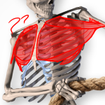 A preview of a 3D model of a skeleton with an attempt at drawing the pectoral muscles over top