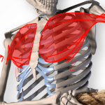 A preview of a 3D model of a skeleton with an attempt at drawing the pectoral muscles over top