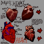 Drawing of anatomical hearts