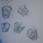 A preview of traditional sketches depicting the pelvis from various angles