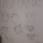 A preview of traditional sketches depicting shoulder blades and the ribcage in various positions and angles