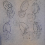 A preview of traditional sketches depicting the spine, ribcage, and pelvis in various positions