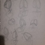 A preview of traditional sketches depicting the spine, ribcage, and pelvis in various positions